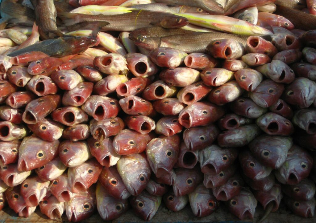 Breams landed in September, at the peak of their breeding season. Catching fish before they are mature enough to breed is one of the main reasons our oceans are going empty.